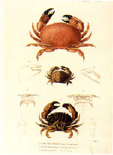 Crustaceans Pl 11 Crab-f cuvier-allposters.jpg (18167 bytes)